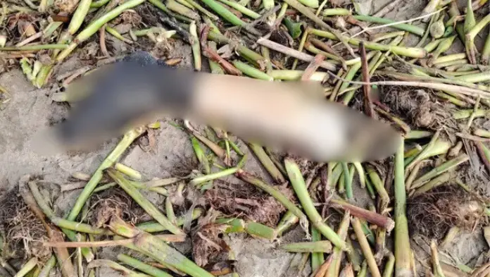 Pescadores hallan pierna humana flotando en la bocana de Alvarado