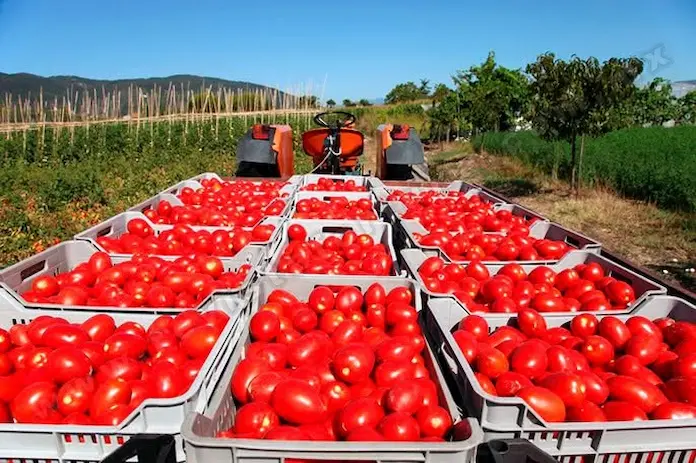 Se busca acuerdo para evitar cuota antidumping contra tomate mexicano: Sader