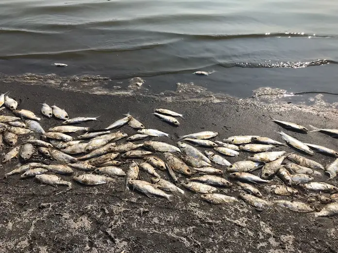 Más de una tonelada de peces muertos alarma a la comunidad de San Julián, Veracruz
