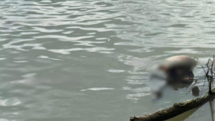 Hallan cuerpo sin vida con signos de violencia en un río