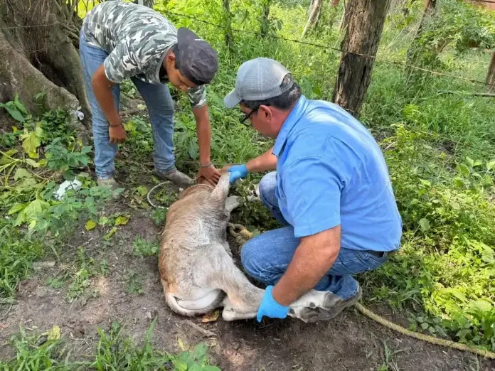 Detectan primer caso de gusano barrenador en Sayula de Alemán