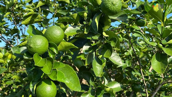 Repunta precio de limón persa tamaño exportación
