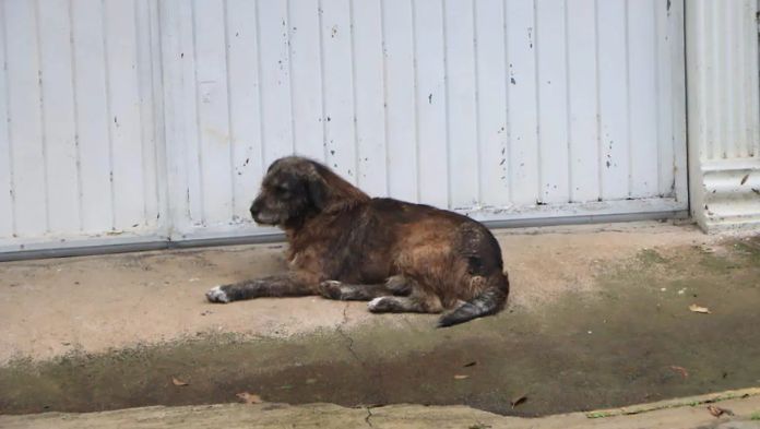 Confirman caso de gusano barrenador en un perro, en Las Choapas