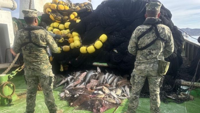 Decomisan más de 4 mil toneladas de producto pesquero ilegal en 18 estados, incluido Veracruz, en el primer semestre