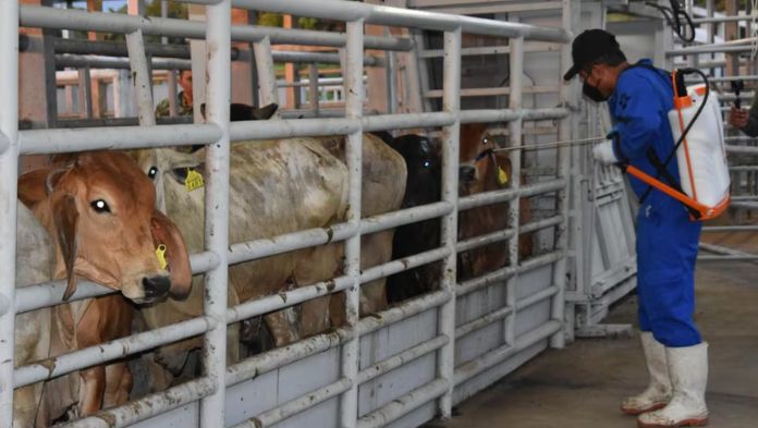 Acuerdan México y EU plan binacional contra plaga de gusano barrenador