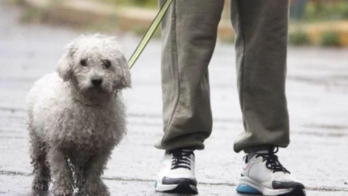 Aprueban en CDMX custodia compartida de animales de compañía en casos de divorcio