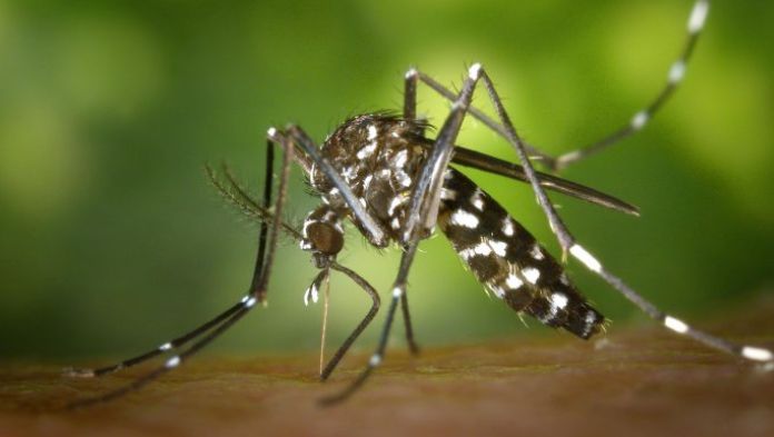Veracruz la segunda entidad con más dengue en el país
