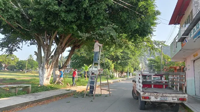 Realizan trabajos de desrame de árboles en el campo de la colonia Primero de Mayo