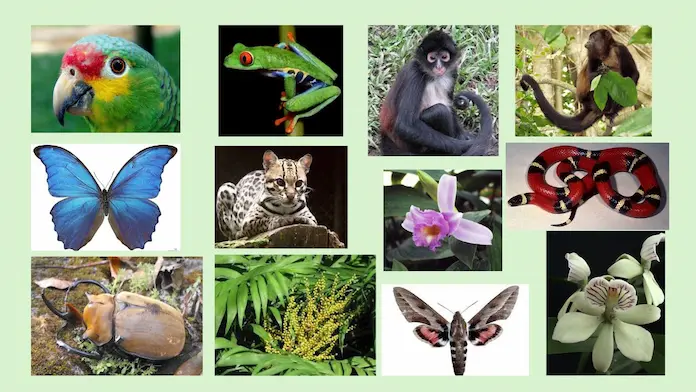 El Tráfico Ilegal de las Especies Nativas de la Región de Los Tuxtlas