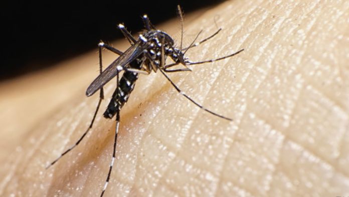 Veracruz registra un nuevo caso de zika en 2025; acumula más de 2 mil contagios