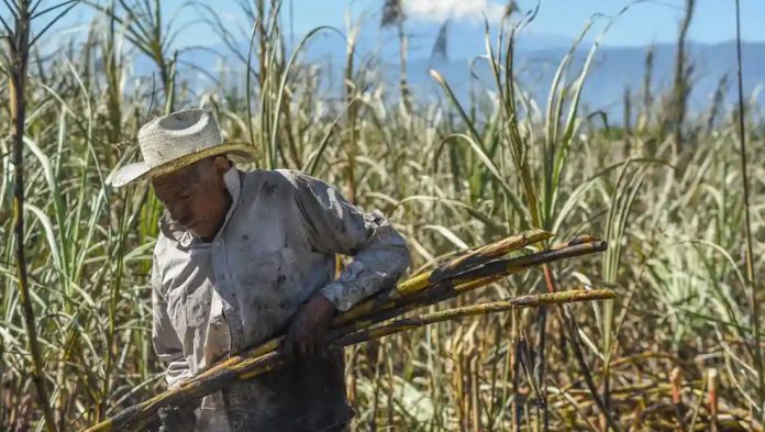 Líderes cañeros piden revisiones a las leyes para evitar las importaciones