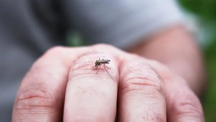 Salud reporta 16 muertes por dengue en una semana