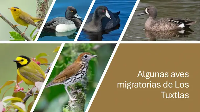 ¿QUE SON LAS AVES MIGRATORIAS? Y SU IMPORTANCIA