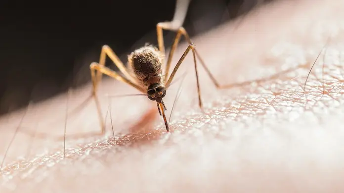 Dos bebés han muerto por dengue en Veracruz; van más de mil 700 casos de la enfermedad