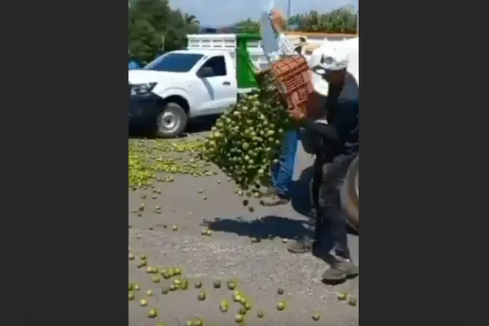 Video: Productores de Apatzingán, Michoacán, tiran kilos de limón como protesta por bajos precios