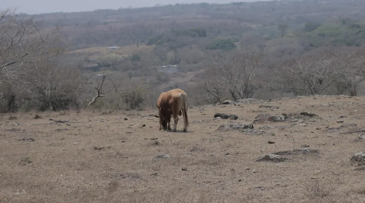 Conagua registra tres municipios veracruzanos con sequía severa
