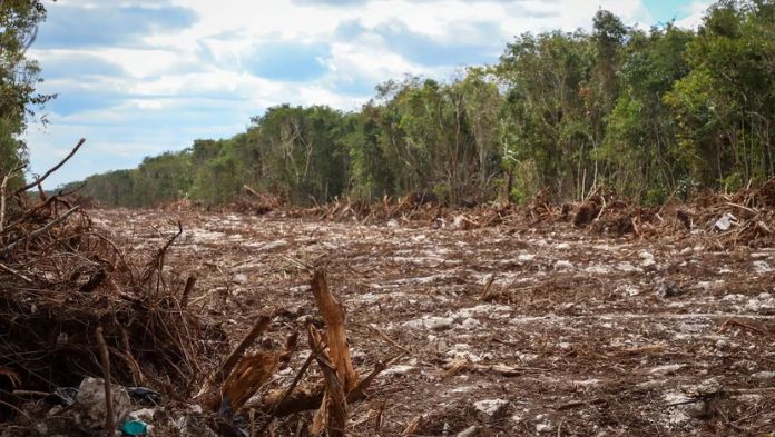 Jueces del “Acordeón” avalan destrucción de la selva causada por el Tren Maya