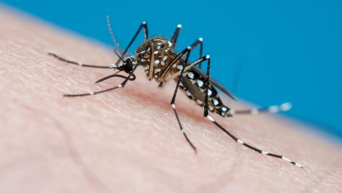 Concentra Veracruz el mayor número de contagios de dengue, pese a disminución