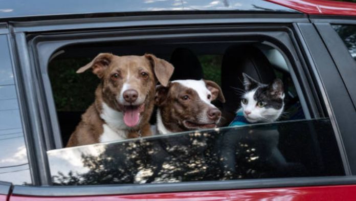 Aprueba MORENA multas y hasta suspensión de licencias para quienes lleven a su perro en coche