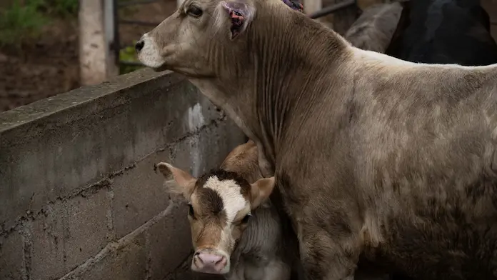 Senasica prohíbe movilizar ganado de Veracruz a Nuevo León