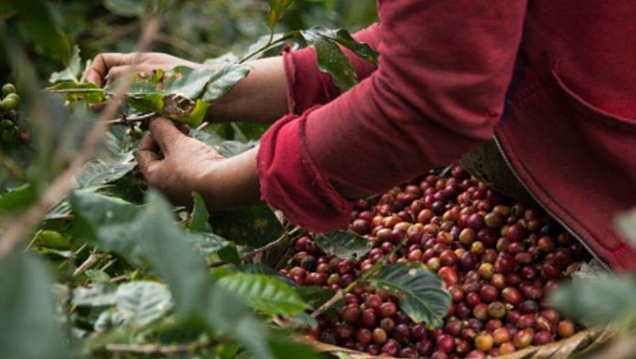 Productores de café piden frenar importaciones ante caída de precios