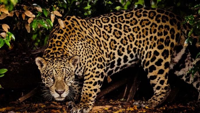 Semarnat implementará ‘estrategias’ para la protección del jaguar en el sureste de México
