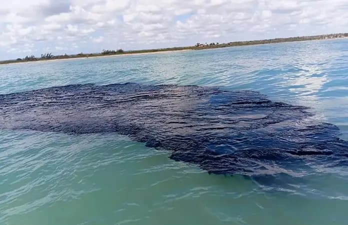 Derrame de petróleo que llegó a Veracruz habría iniciado en febrero y autoridades sabían: organizaciones