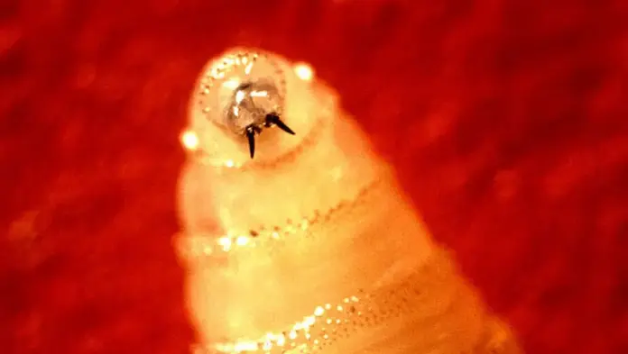 Confirman 8 casos de gusano barrenador en humanos en Veracruz; estos son los municipios