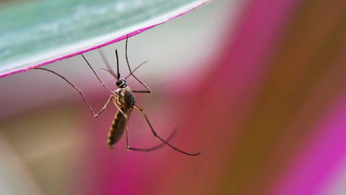 Casos de dengue aumentan a 796 en el país; cinco estados en alerta