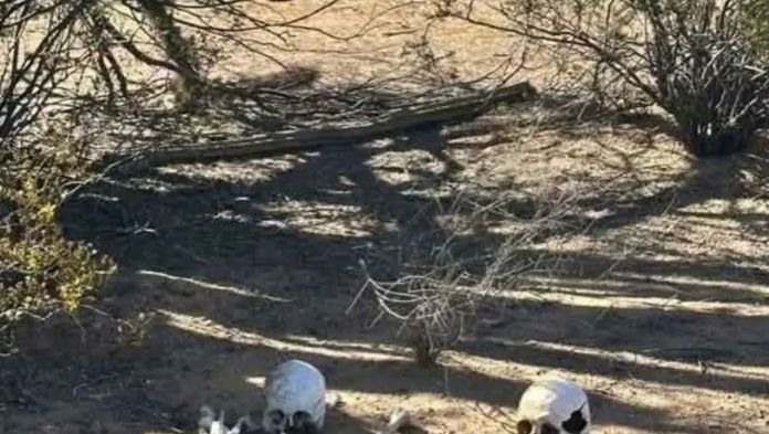 Buscadoras encuentran cementerio clandestino en el desierto de Sonora