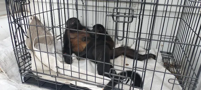 Rescatan y atienden a mono aullador lesionado