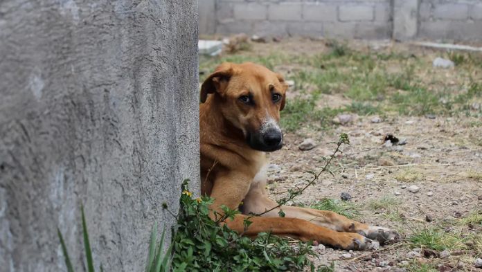 Adopción segura: Veracruz va por registro de maltratadores de animales