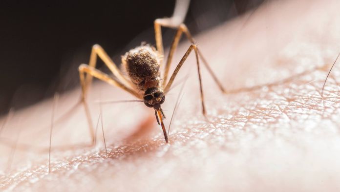 Suman 4 muertes por dengue y más de dos mil casos en 26 entidades del país