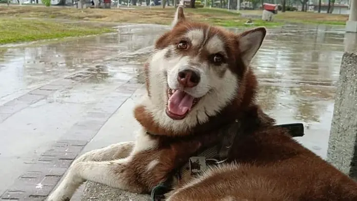 Juez ordena pensión alimenticia para perro tras separación de sus dueños en Tabasco