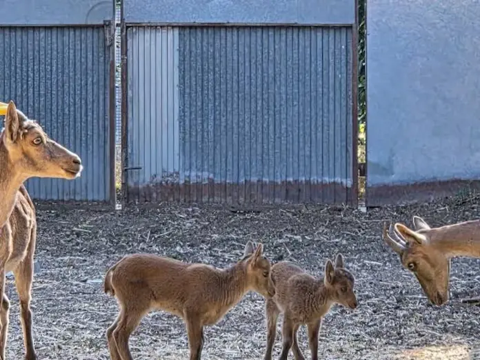 Reproducen tres crías de cabras montesas a partir de animales muertos con nuevas técnicas de fecundación in vitro