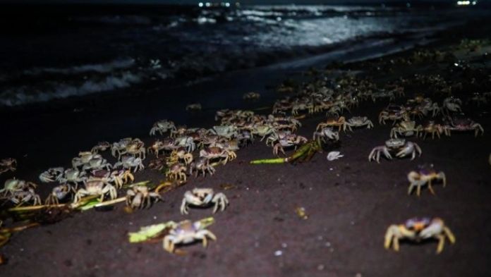 Inicia la décima campaña de protección del cangrejo azul en la Rivera Veracruzana