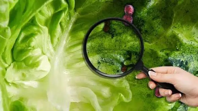 Salud confirma tres casos de Cyclospora, que provoca diarrea “explosiva”; niega brote en México