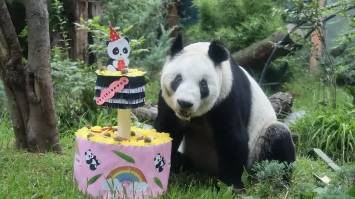 Xin Xin, la panda gigante mexicana llega a los 36 años