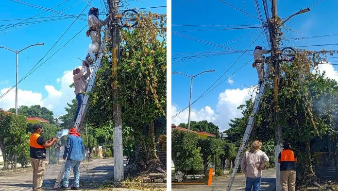 Restablecen alumbrado público en la calle Progreso de Catemaco tras retirar enjambre de abejas
