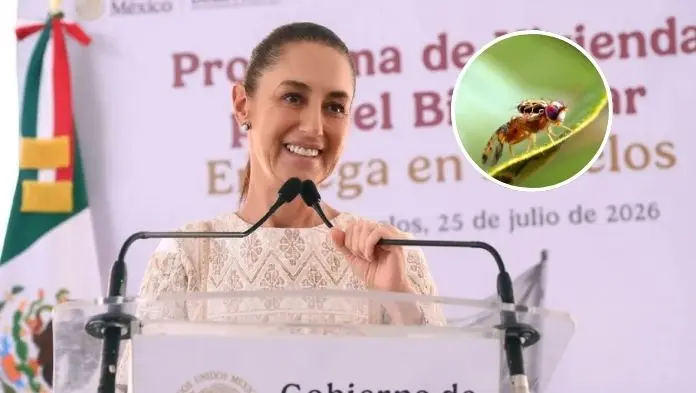 Sheinbaum anuncia liberación de moscas estériles para combatir al gusano barrenador