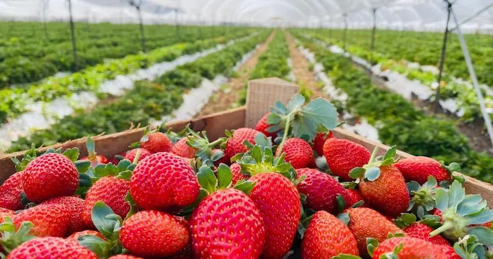 EU ‘castiga’ a la fresa mexicana e impone cuota de 5.28% por ‘dumping’: ‘No hay bases’, responde México