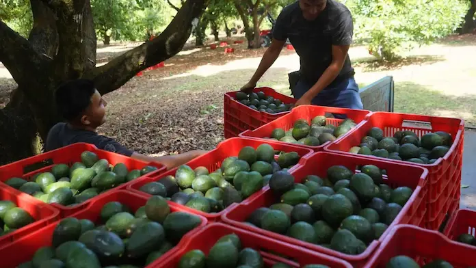 Reanuda EU exportación de aguacate de Michoacán tras acuerdo
